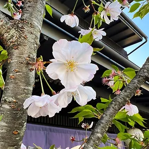Rinn Kamiebisu *** Kioto